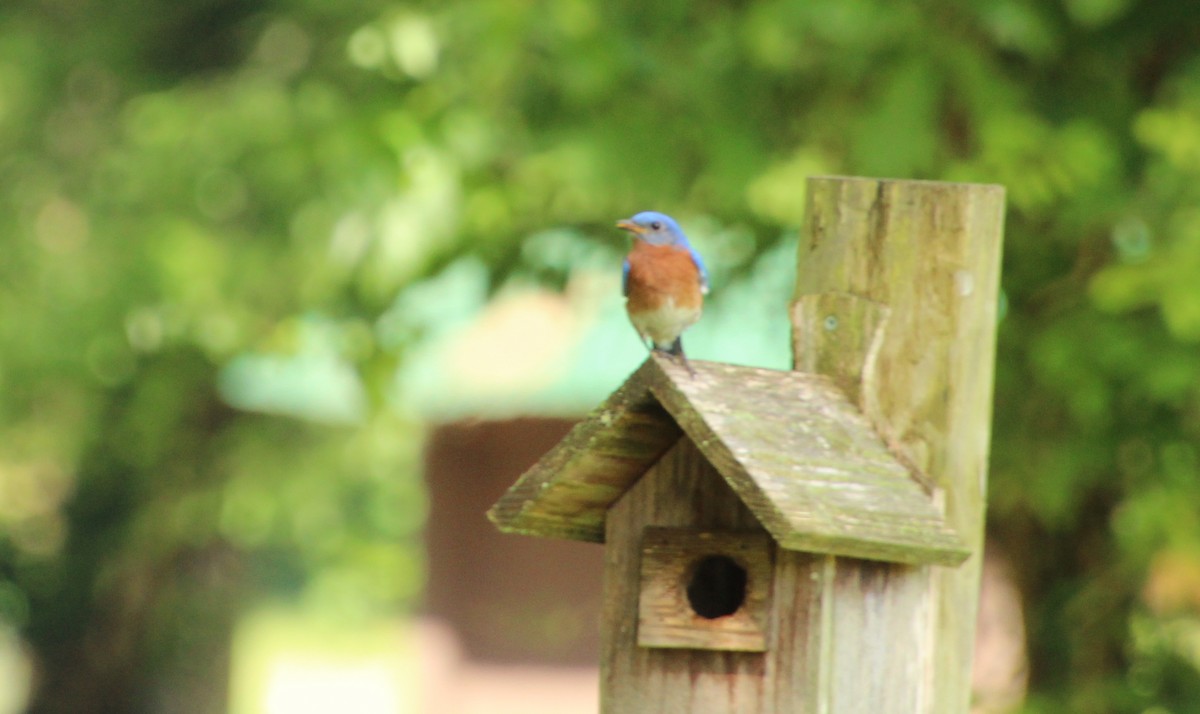 Eastern Bluebird - Carole Swann