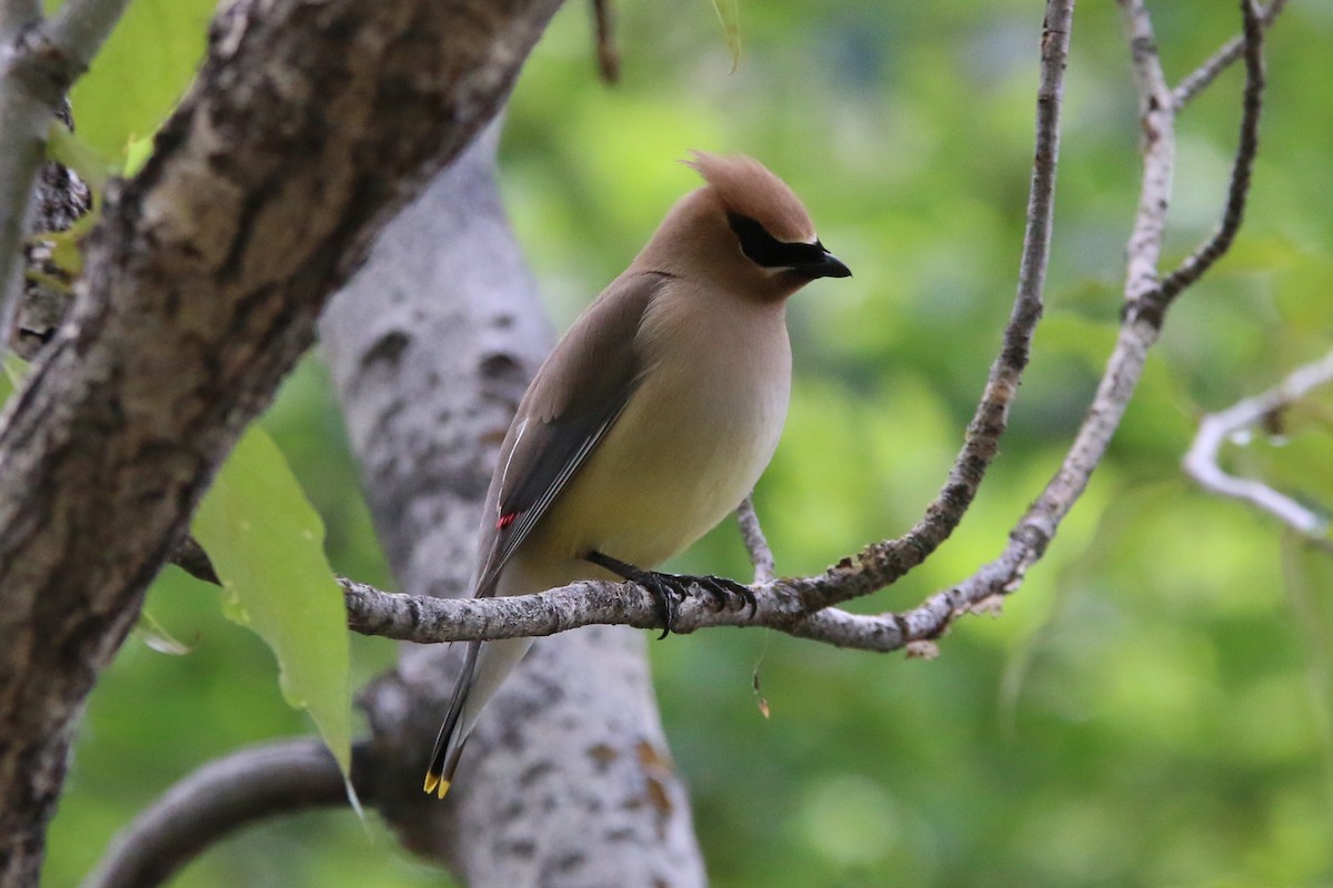 Cedar Waxwing - ML586430651