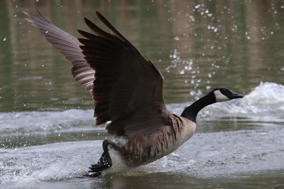 Canada Goose - ML586430761