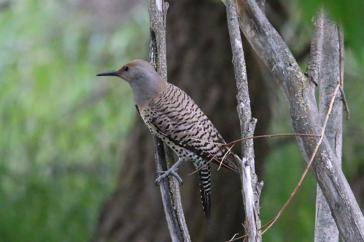 Northern Flicker - Dottie Herring