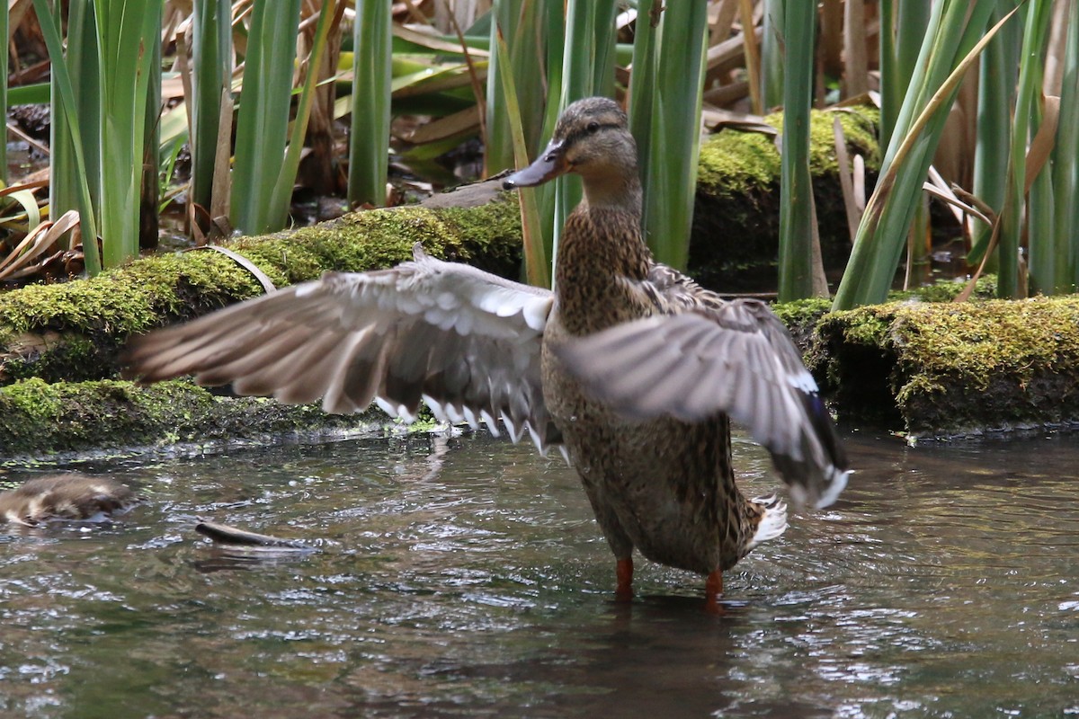 Mallard - ML586431291