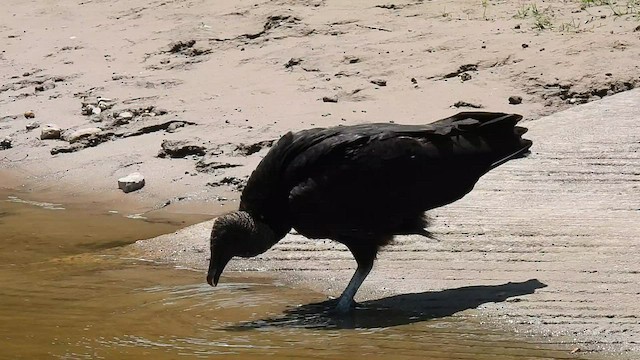 Black Vulture - ML586432151