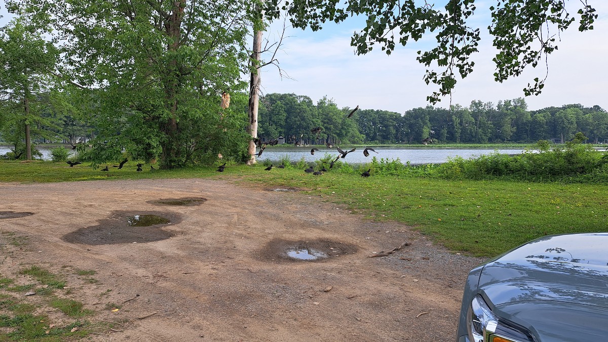 Black Vulture - ML586432621