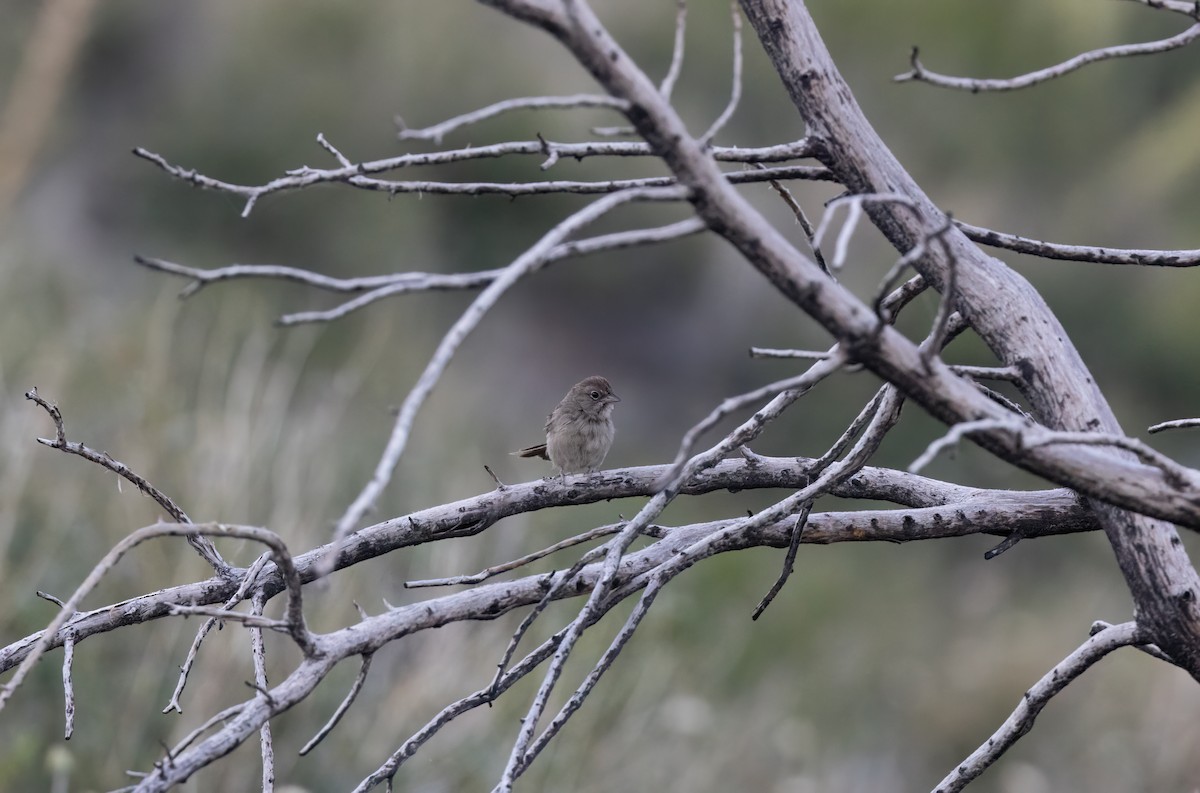 Rufous-crowned Sparrow - Cristina Avila