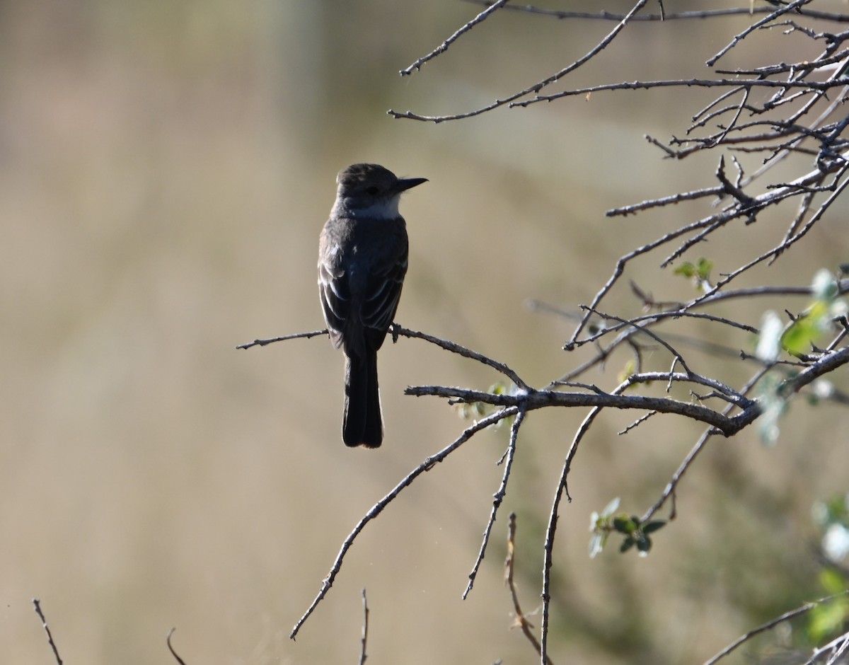 Ash-throated Flycatcher - Bonda Sek