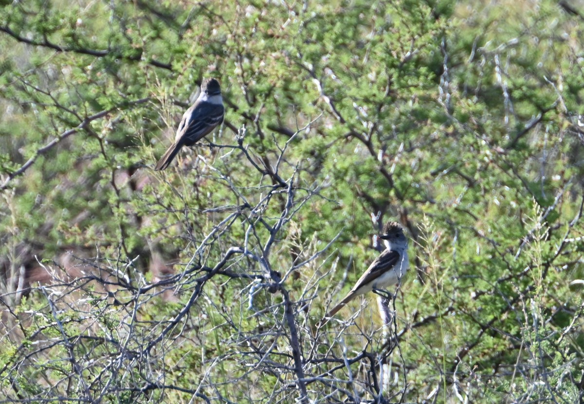 Ash-throated Flycatcher - ML586434781