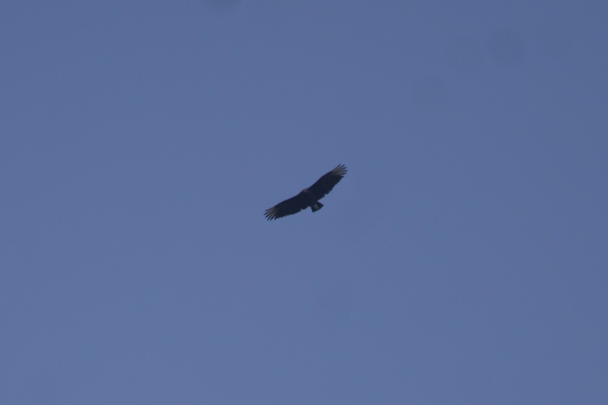 Black Vulture - ML586436951