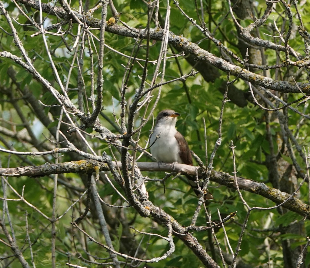 Yellow-billed Cuckoo - ML586437421