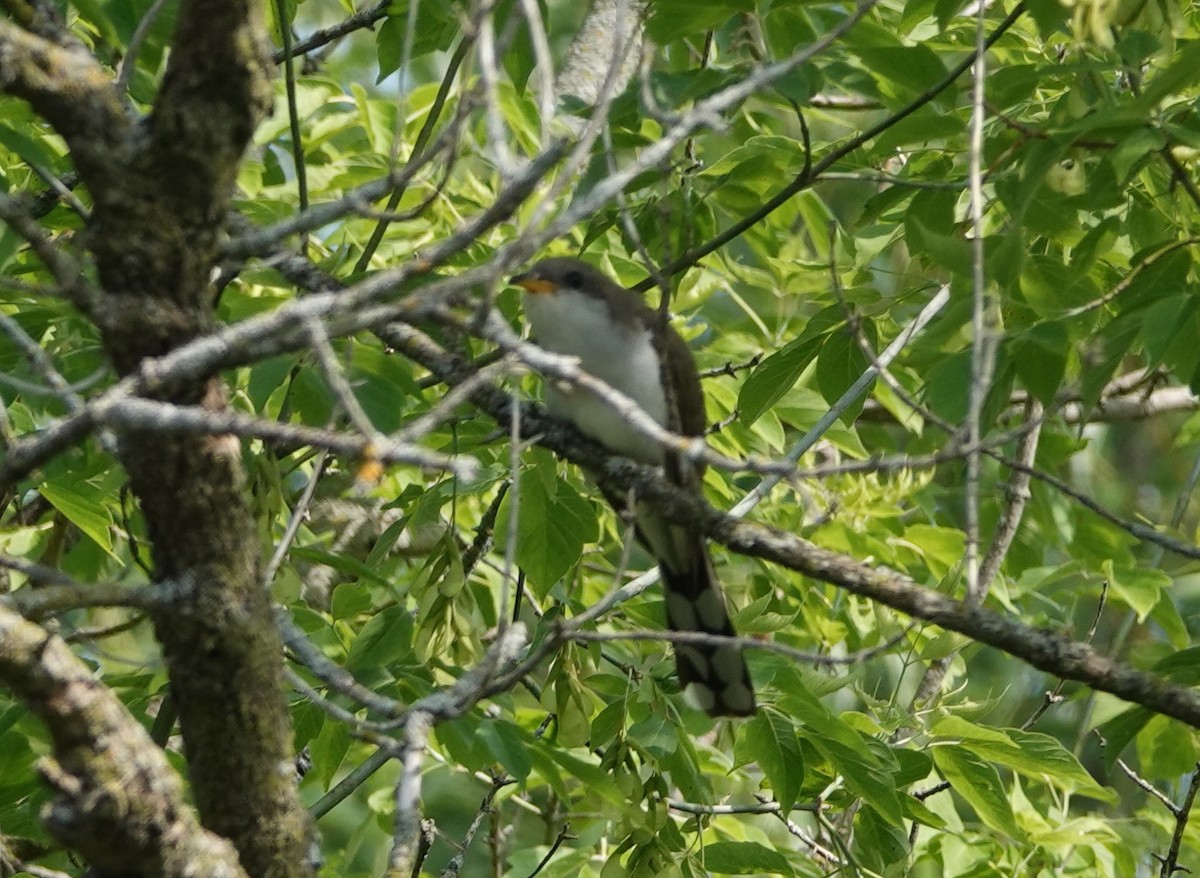 Yellow-billed Cuckoo - ML586437431