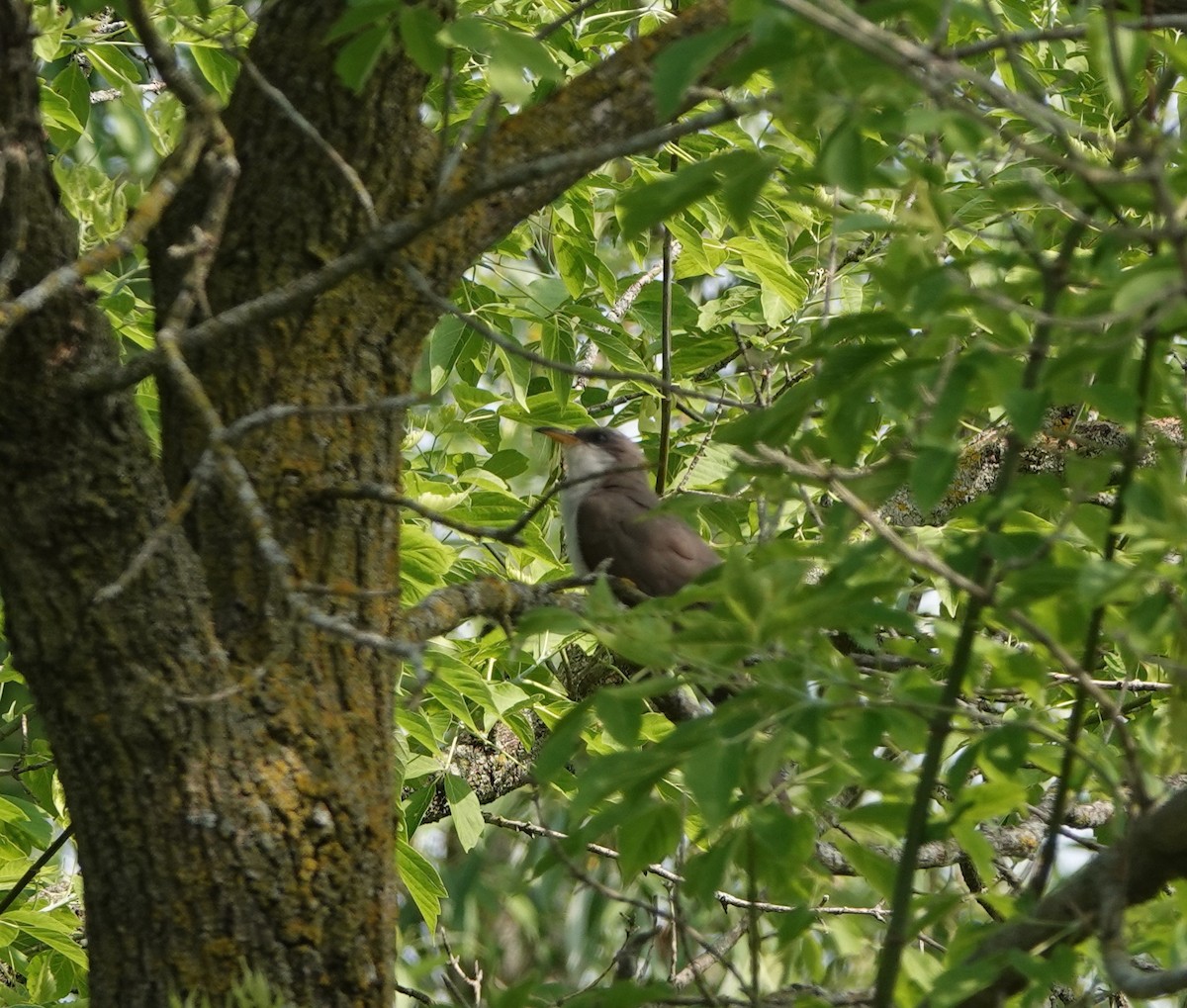 Yellow-billed Cuckoo - ML586437441