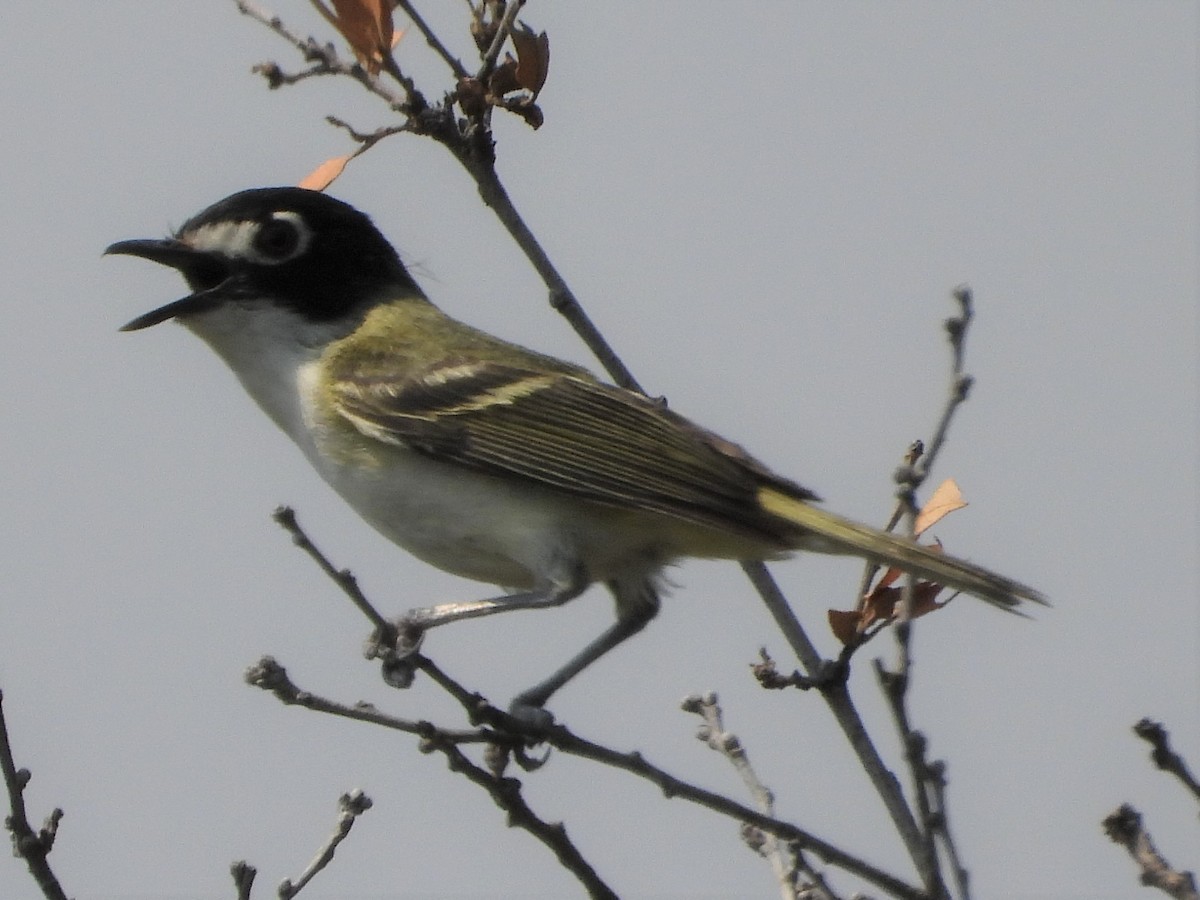 Black-capped Vireo - ML586437541