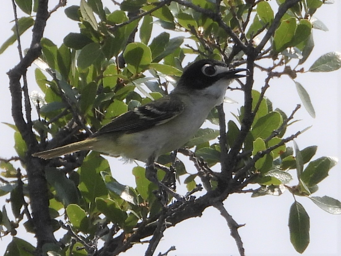Black-capped Vireo - ML586437551
