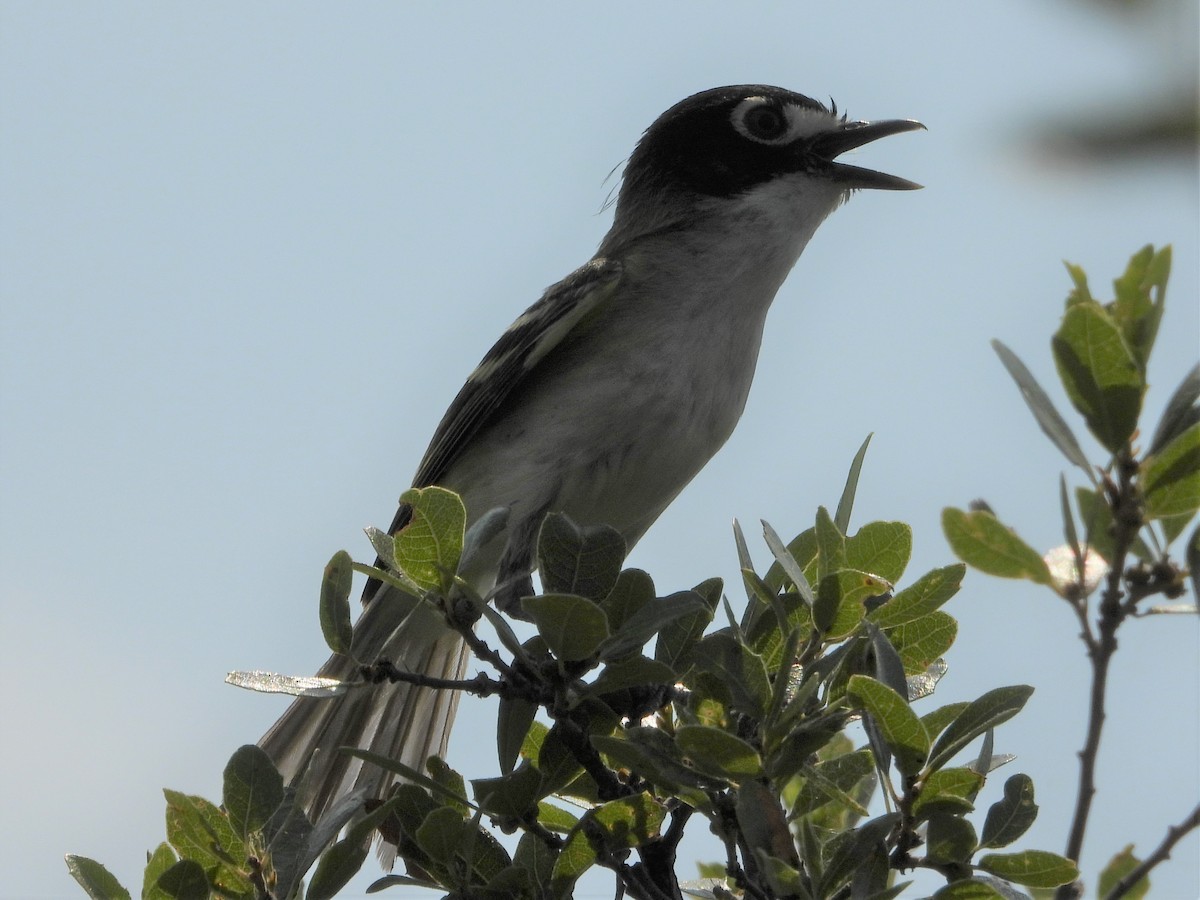 Black-capped Vireo - ML586438041