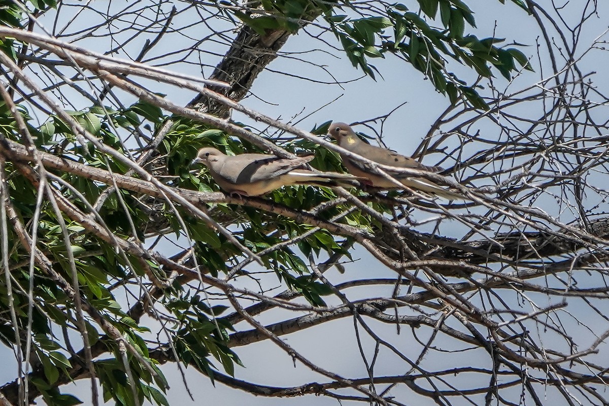 Mourning Dove - ML586438801