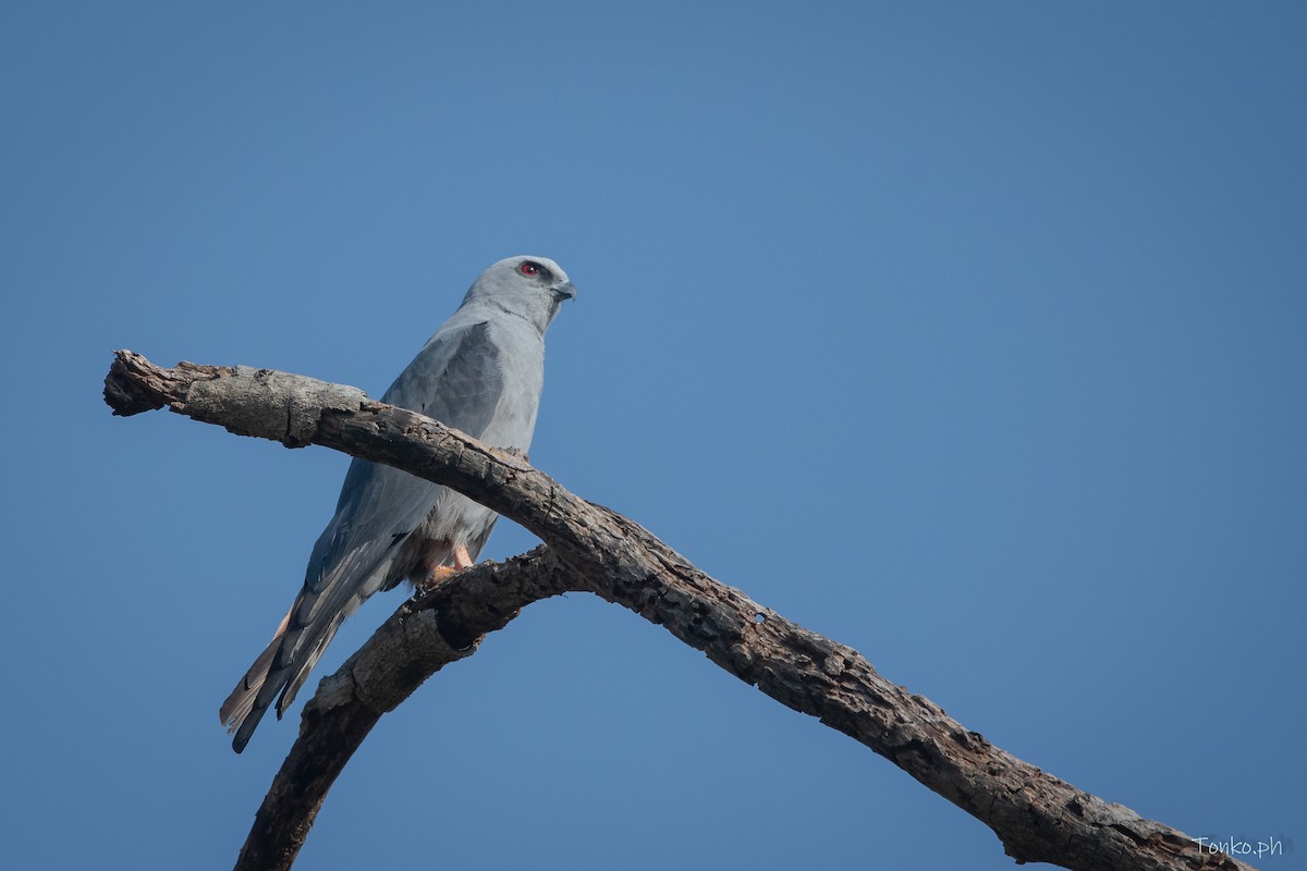 Plumbeous Kite - Carlos Maure