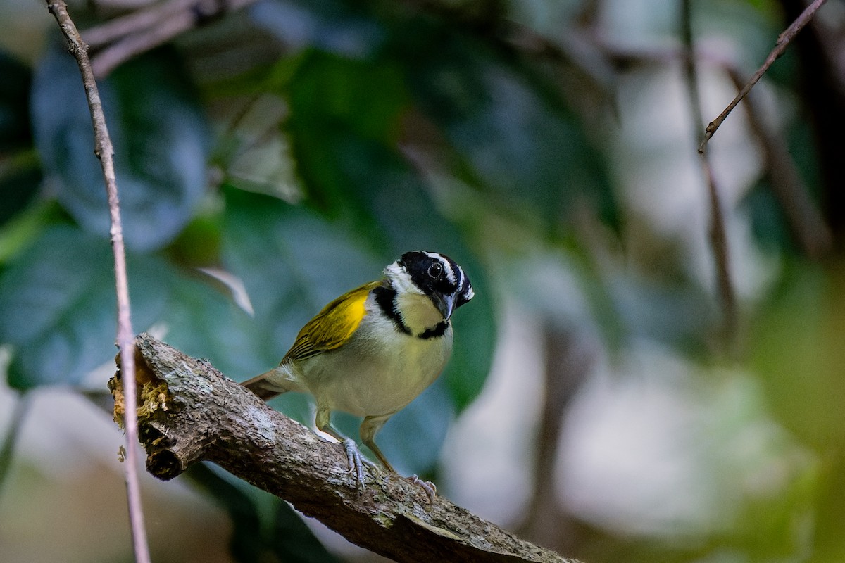 Pectoral Sparrow - Aldrey Cruz