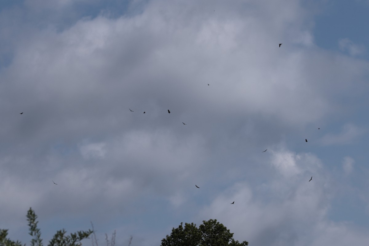 Turkey Vulture - ML586440831