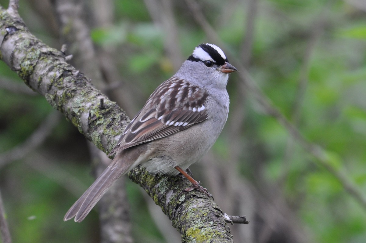 White-crowned Sparrow - Alan Magerkurth