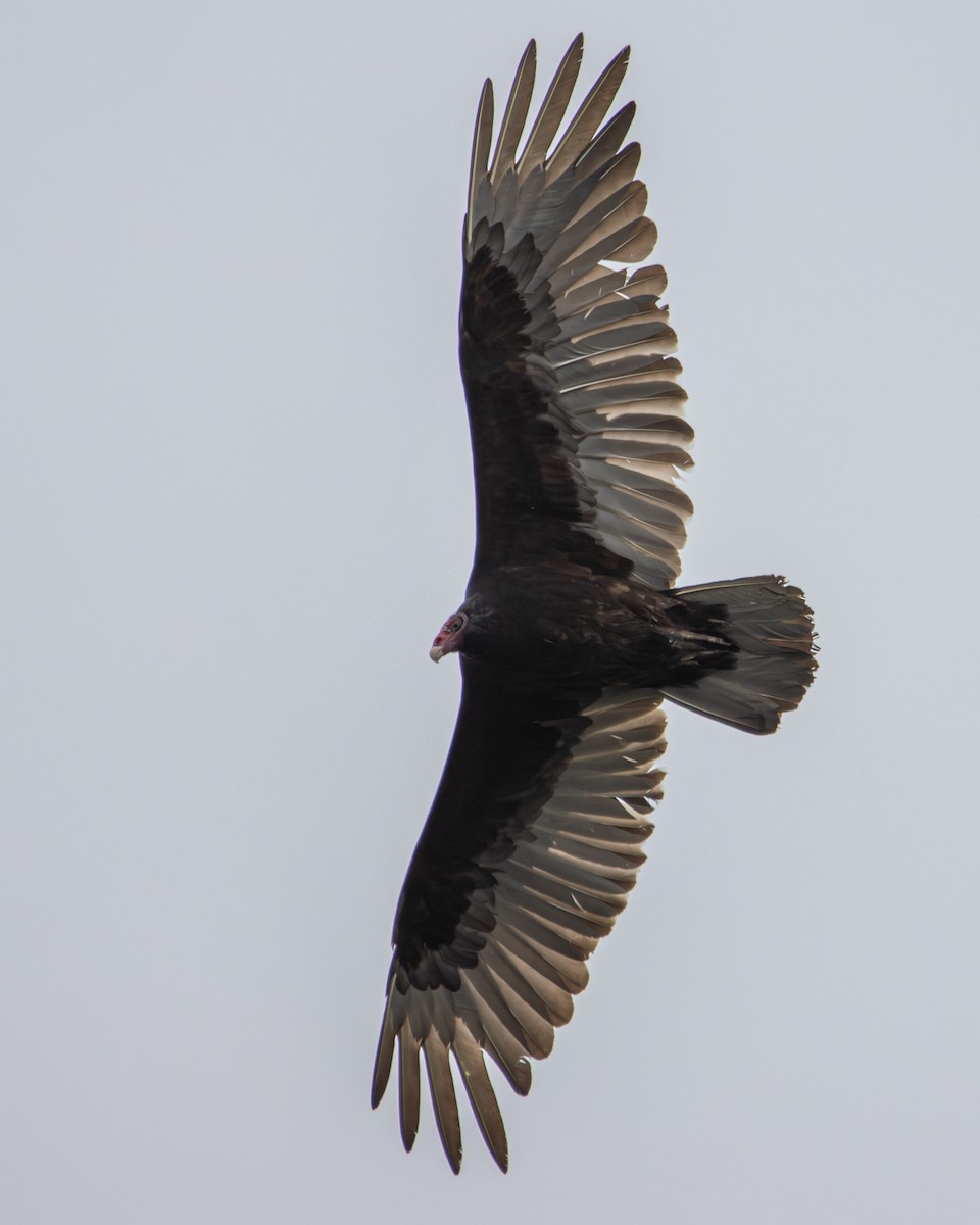Turkey Vulture - Russell Campbell