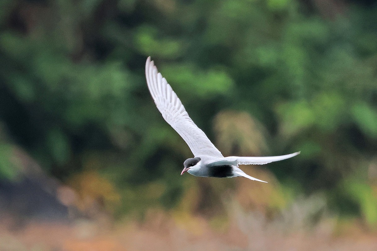 Whiskered Tern - ML586442921