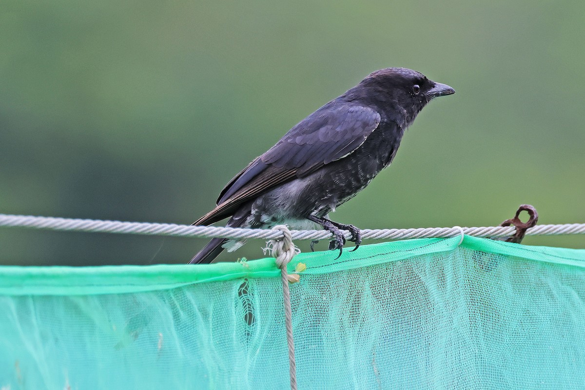 Black Drongo - ML586443141