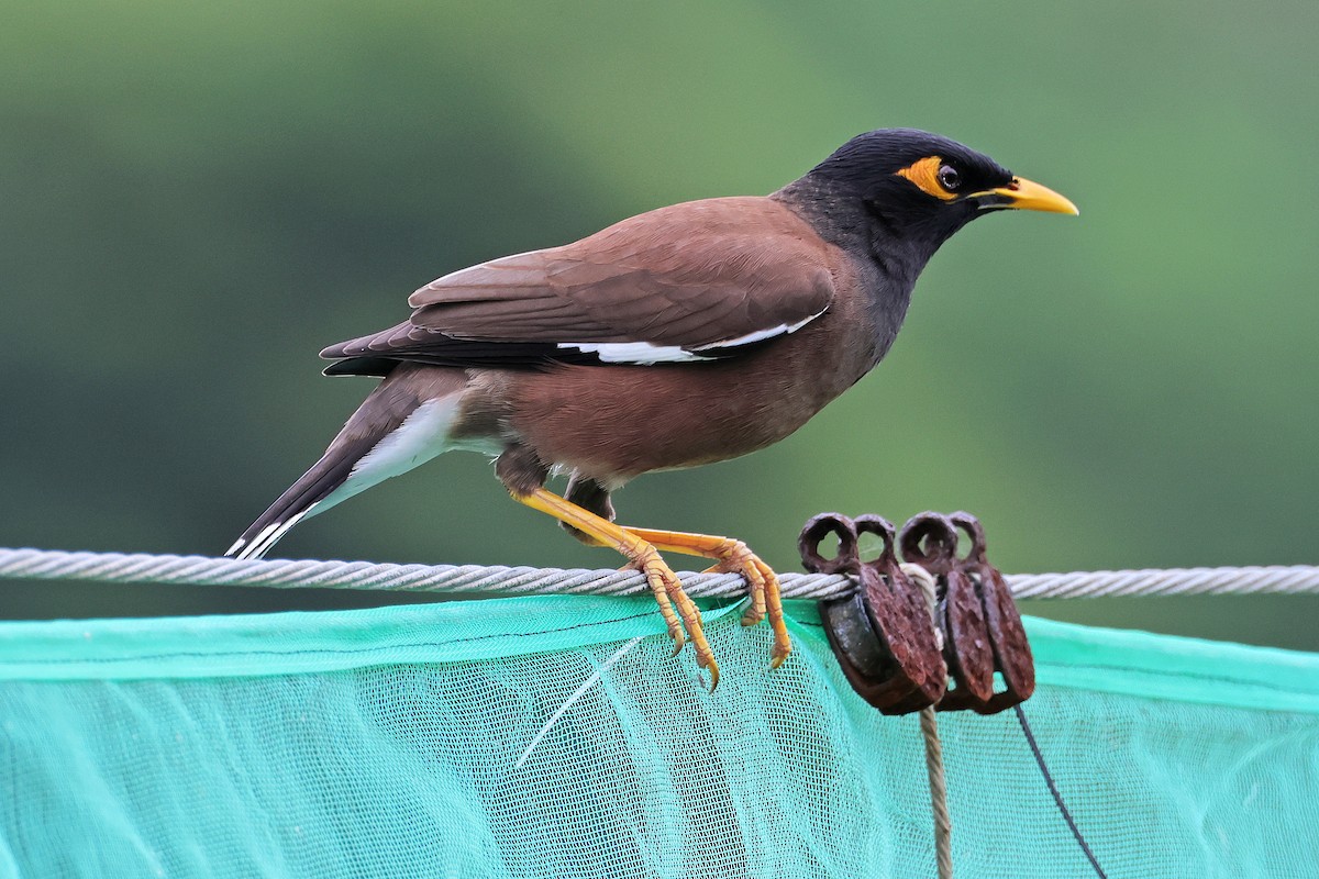 Common Myna - ML586443211