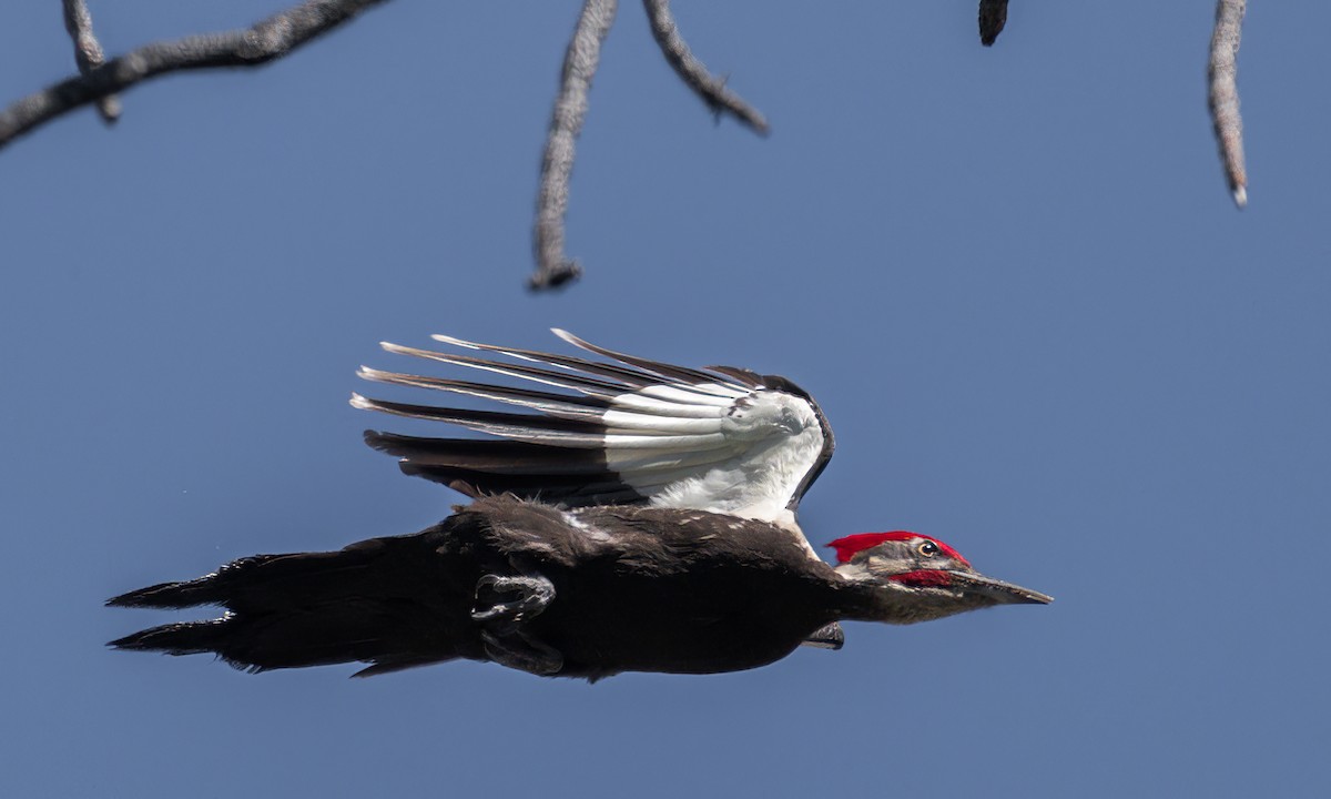 Pileated Woodpecker - ML586443421