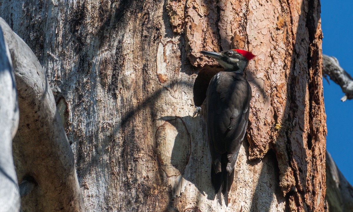 Pileated Woodpecker - ML586443511