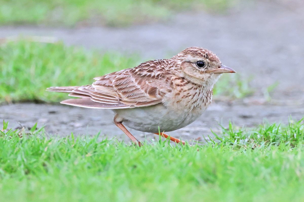 Oriental Skylark - ML586443551