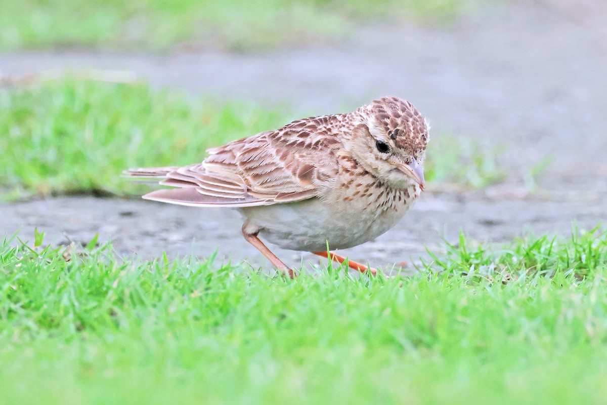 Oriental Skylark - ML586443641