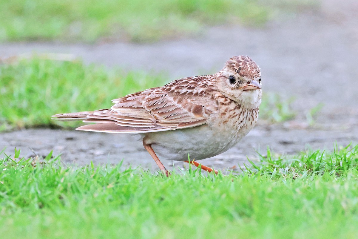 Oriental Skylark - ML586443711