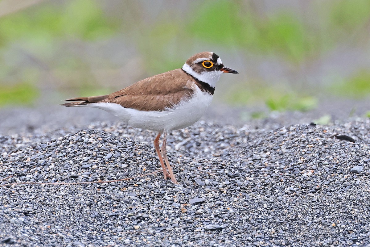 Little Ringed Plover - ML586443931