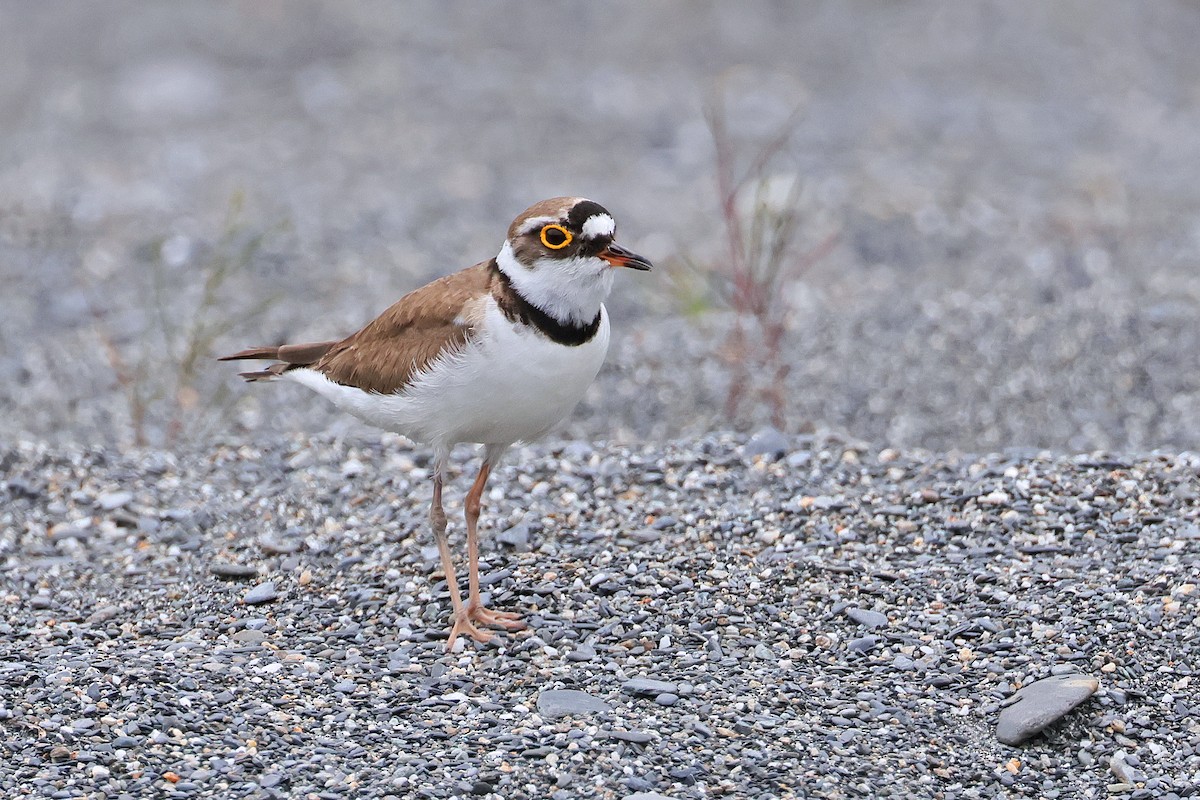 Little Ringed Plover - ML586443961