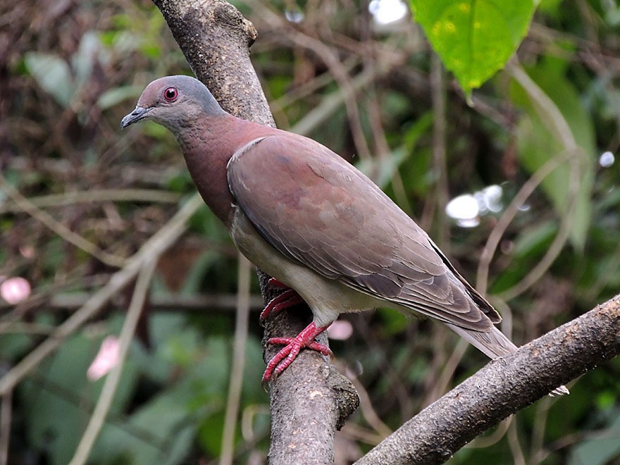 Pale-vented Pigeon - ML58644441