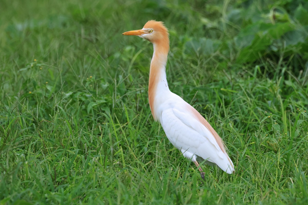 Eastern Cattle Egret - ML586444641