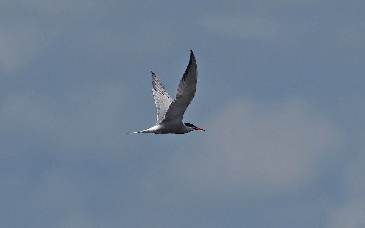 Common Tern - ML586444661