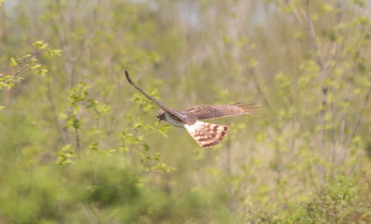 Northern Harrier - ML58644511