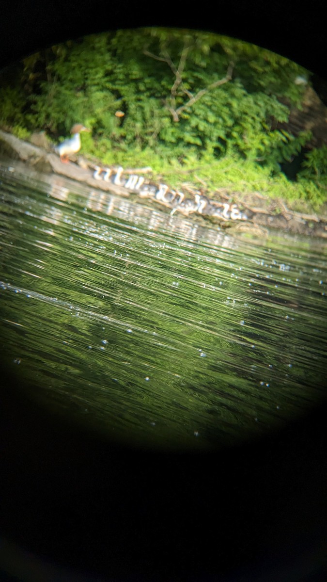 Common Merganser - Tina Canali