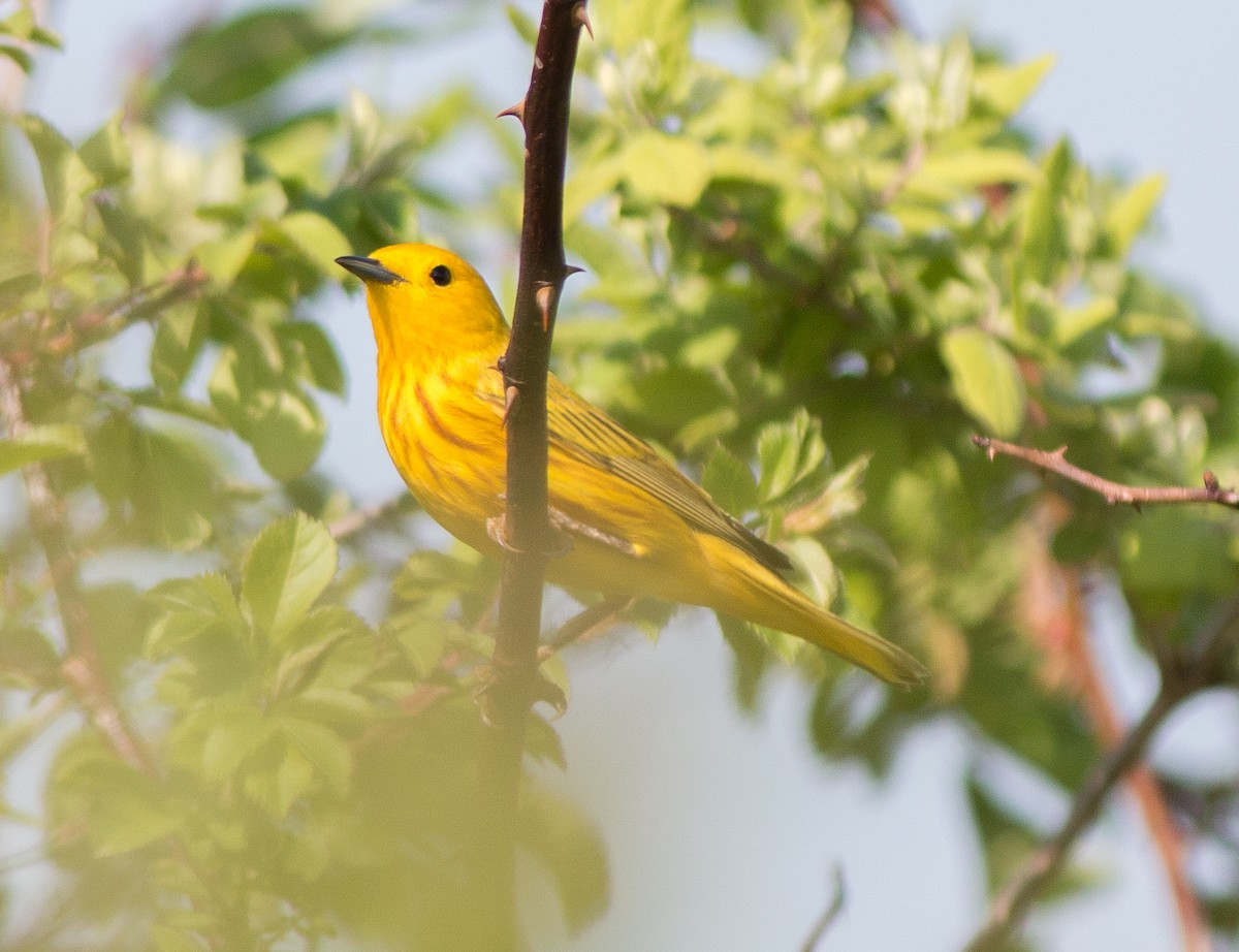 Yellow Warbler - Joel Strong