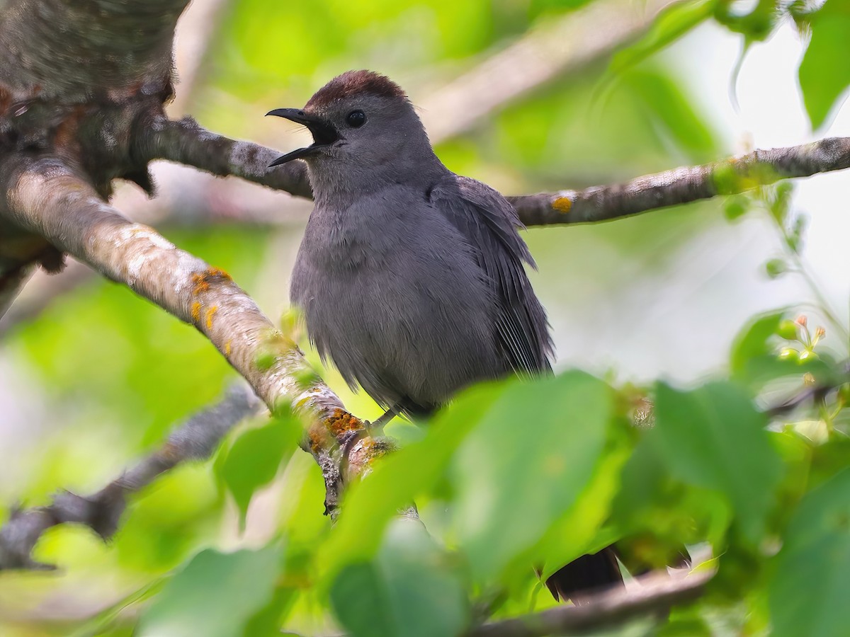 Gray Catbird - ML586447691