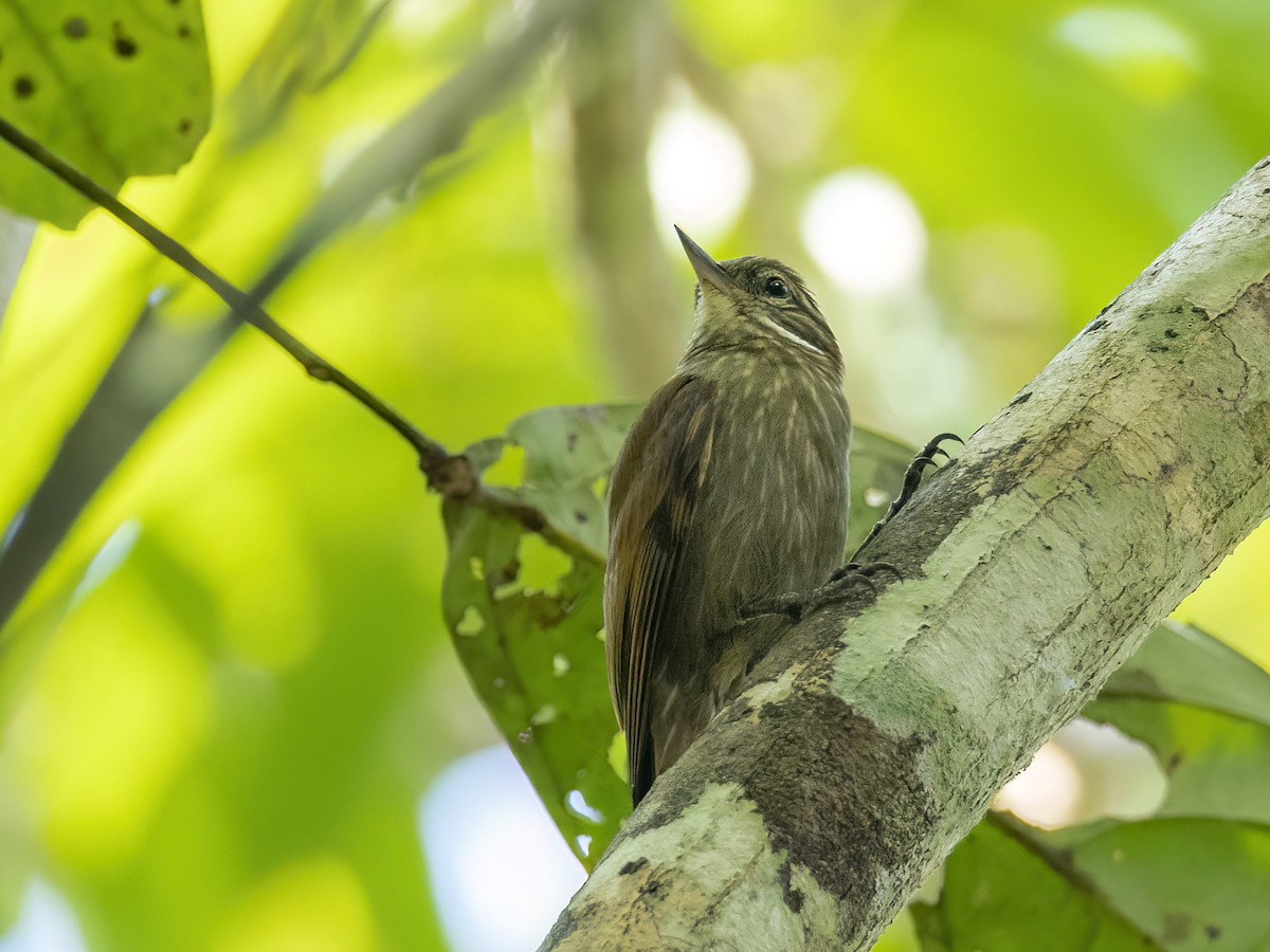 Slender-billed Xenops - ML586447911