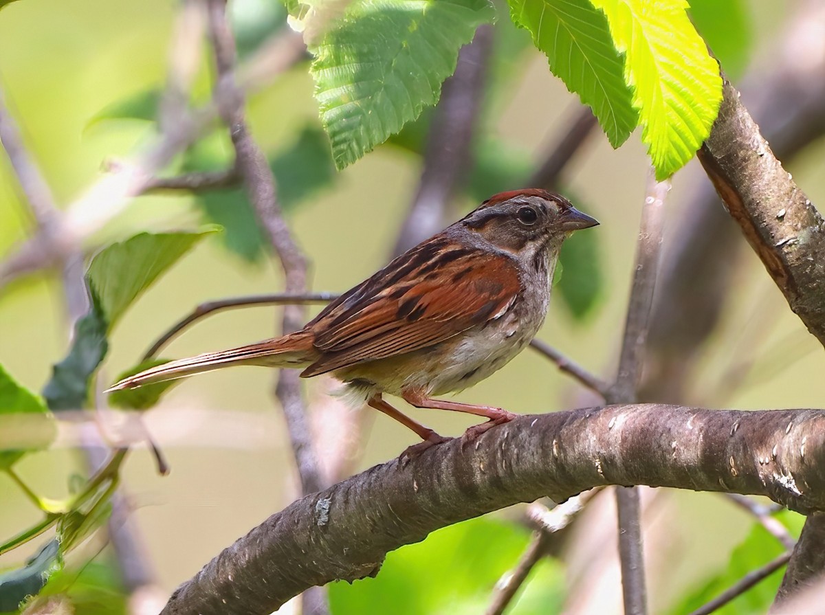 Swamp Sparrow - ML586448011
