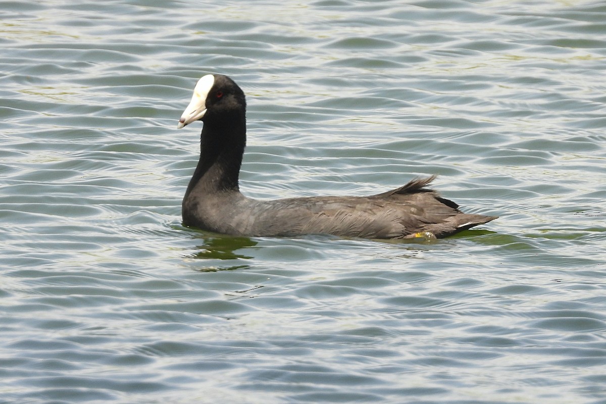American Coot (White-shielded) - ML586448191