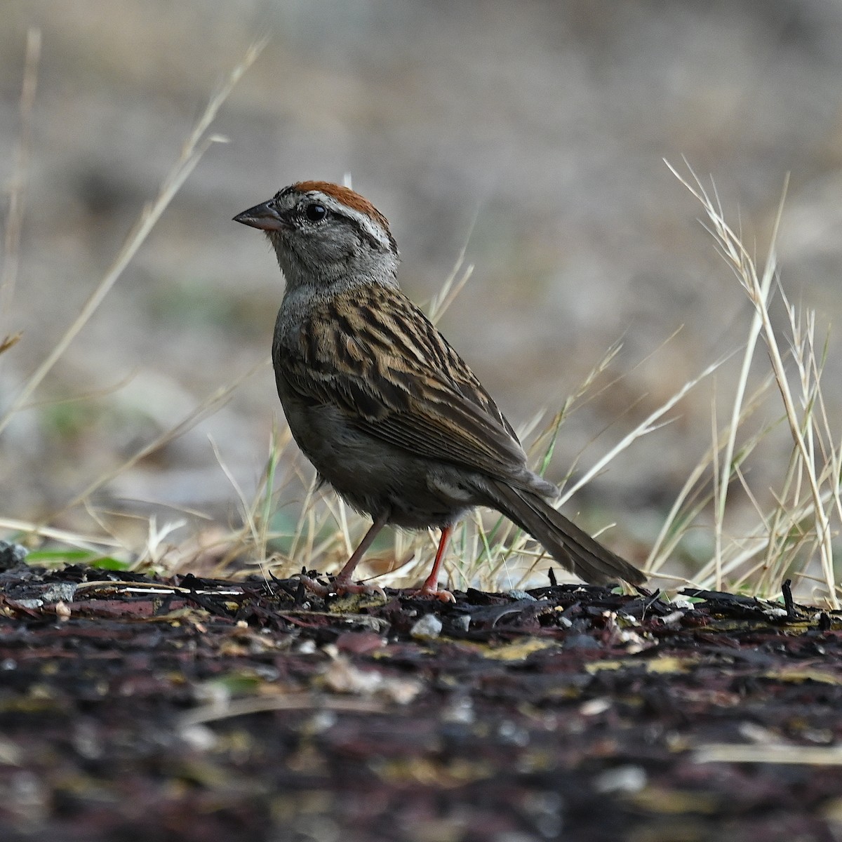 Chipping Sparrow - ML586448571