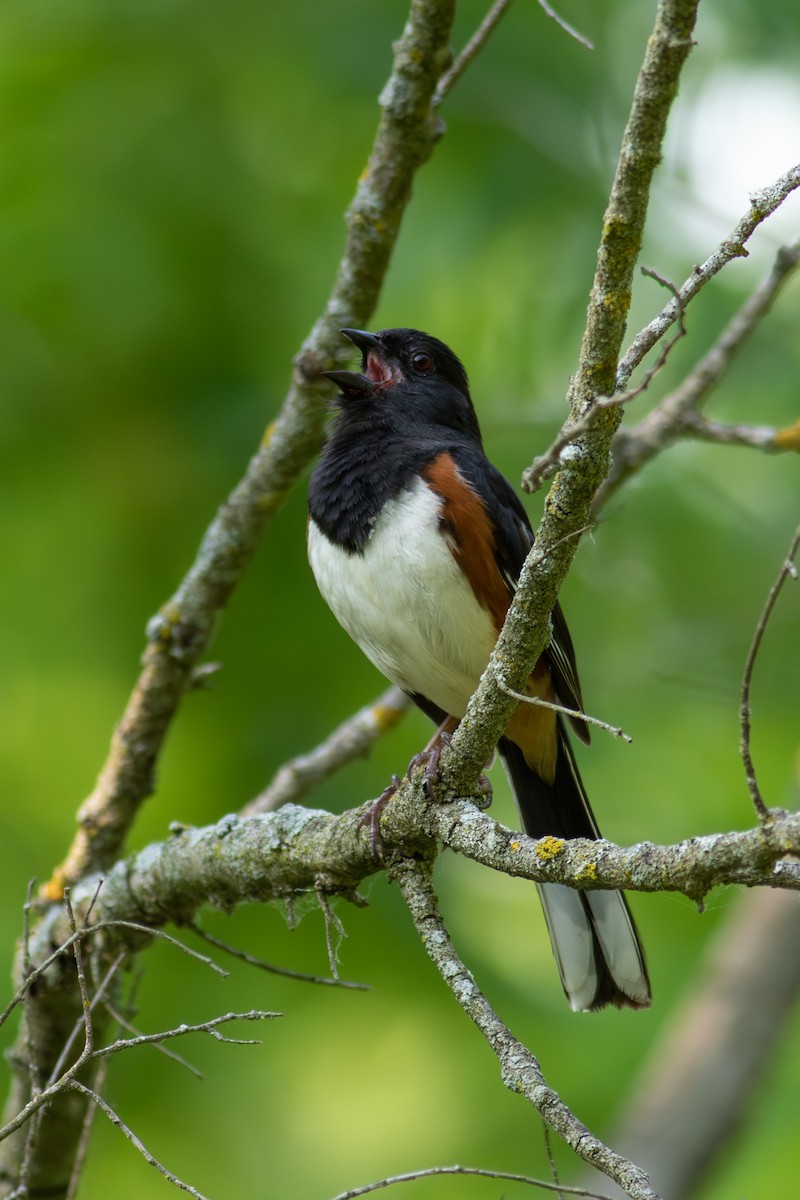 Eastern Towhee - ML586449051