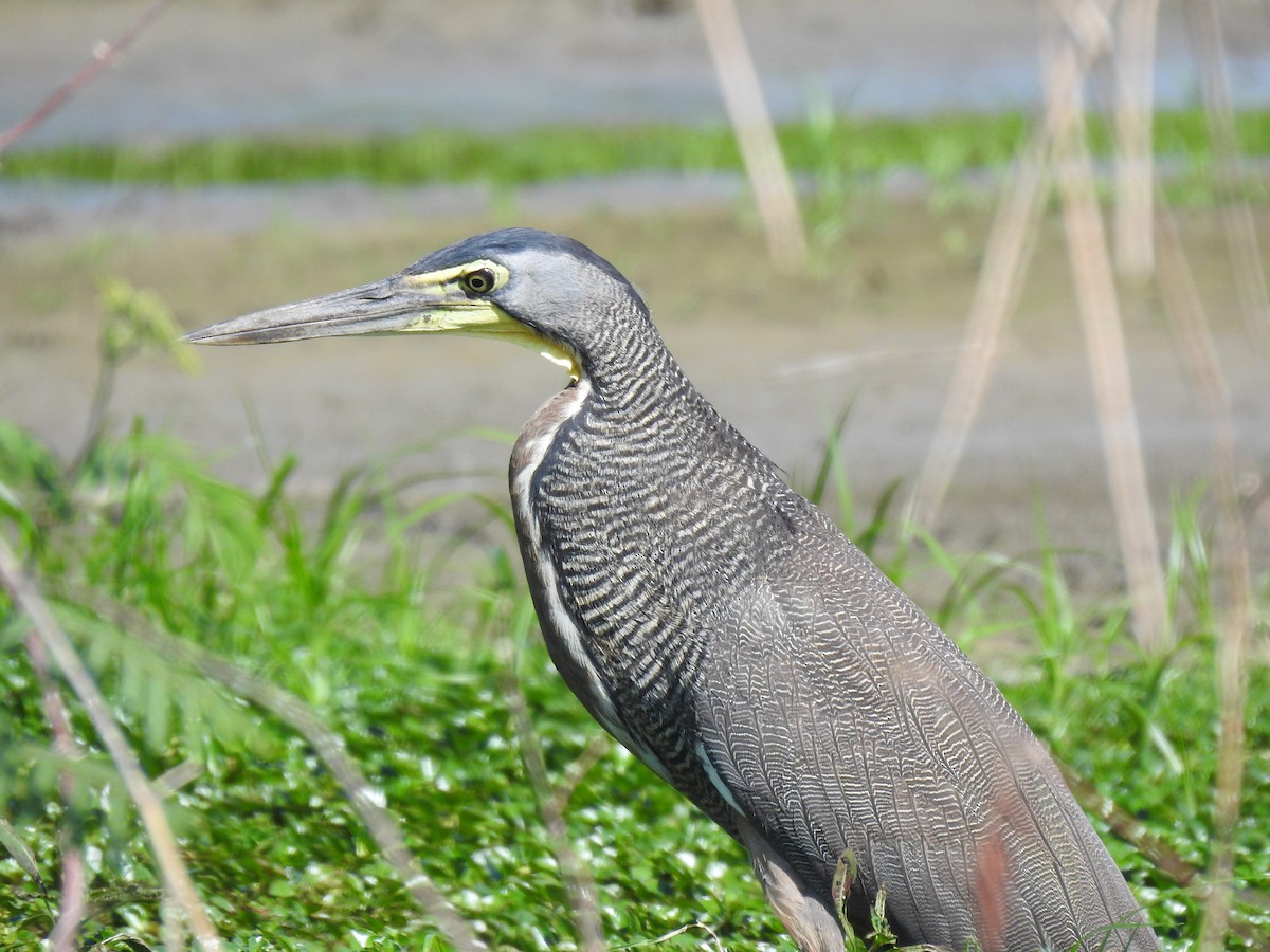 Bare-throated Tiger-Heron - ML586449691