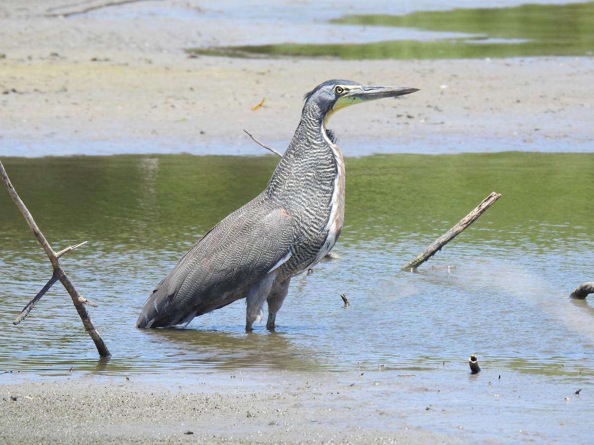 Bare-throated Tiger-Heron - ML586449721