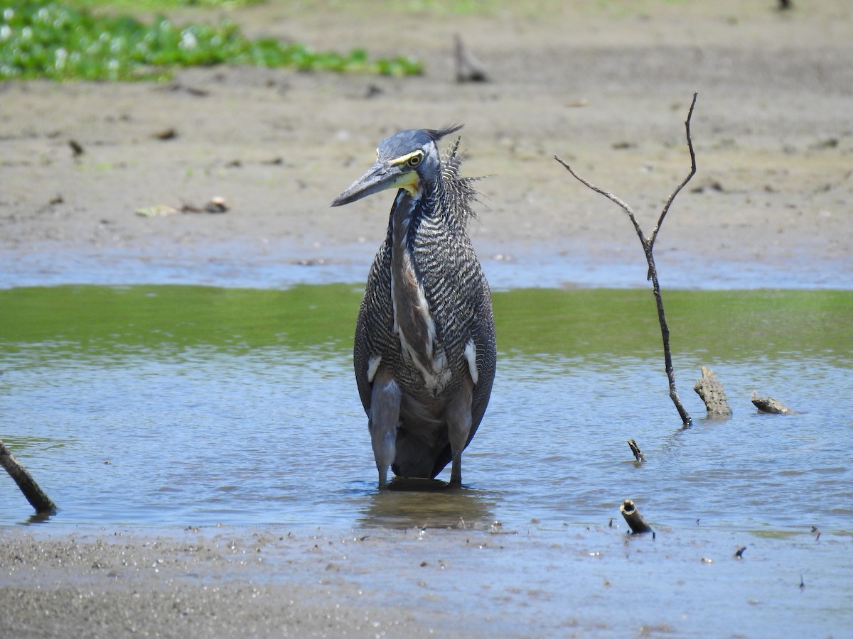 Bare-throated Tiger-Heron - ML586449751