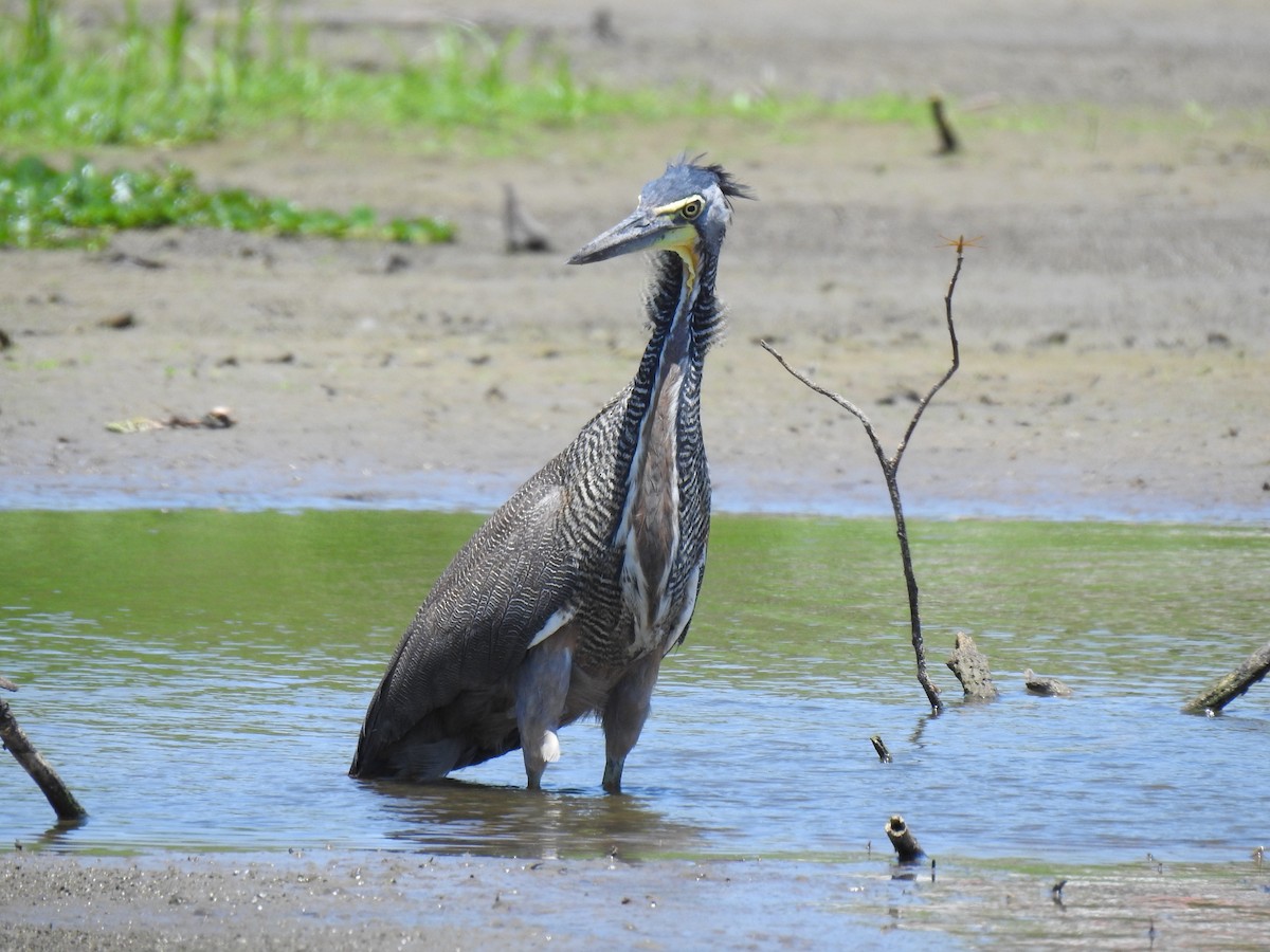 Bare-throated Tiger-Heron - Justin Harris