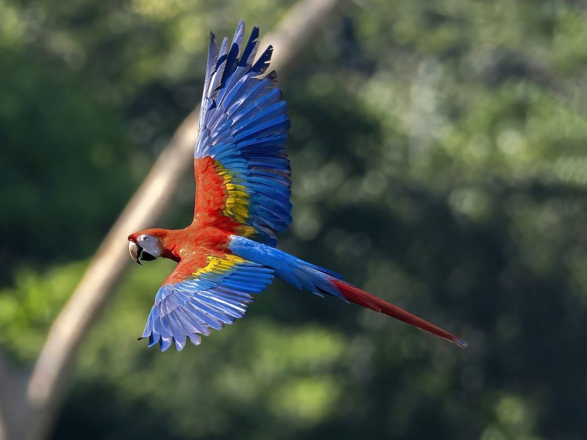 Scarlet Macaw - ML586450151